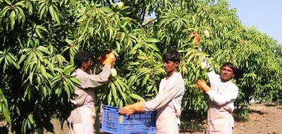 阿方索芒果浆/Alphonso mango pulp