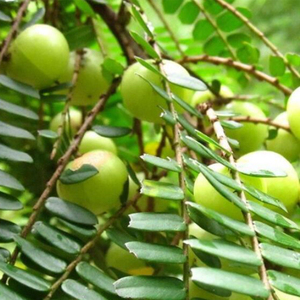 余甘子粉
Emblic powder